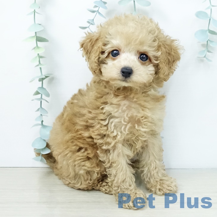埼玉県のトイプードル(トイ) (ペットプラス 羽生店/2025年10月4日生まれ/男の子/アプリコット)の子犬の1枚目の画像