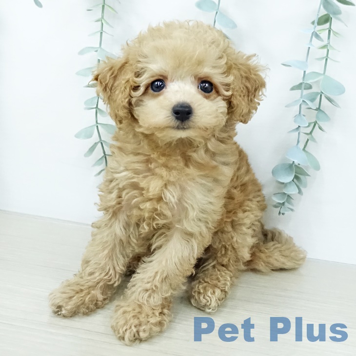 埼玉県のトイプードル(トイ) (ペットプラス 羽生店/2025年10月4日生まれ/男の子/アプリコット)の子犬の2枚目の画像