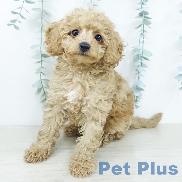 トイ・プードル