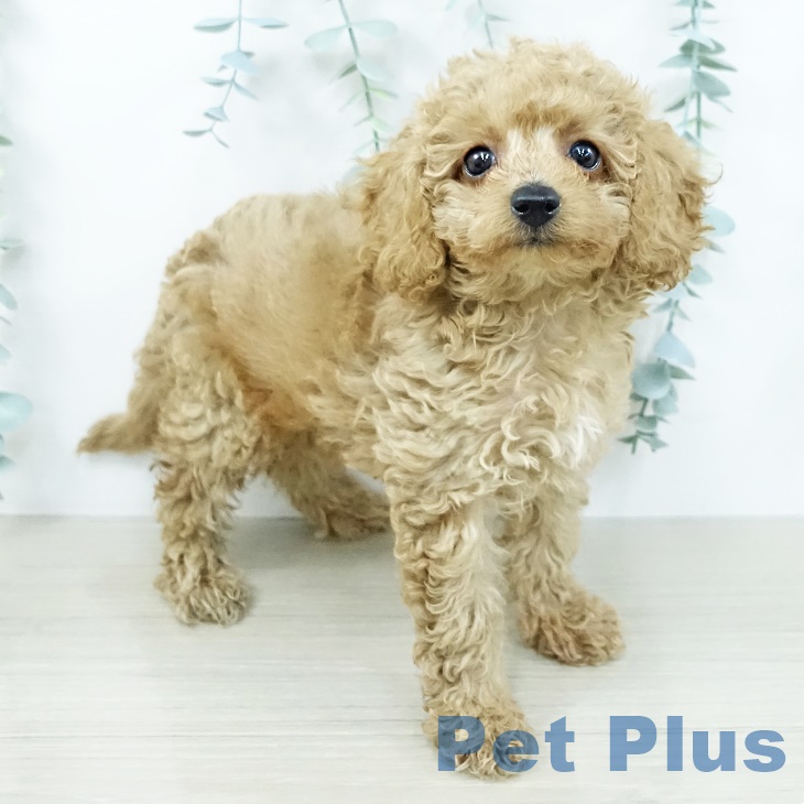 トイ・プードルの写真2