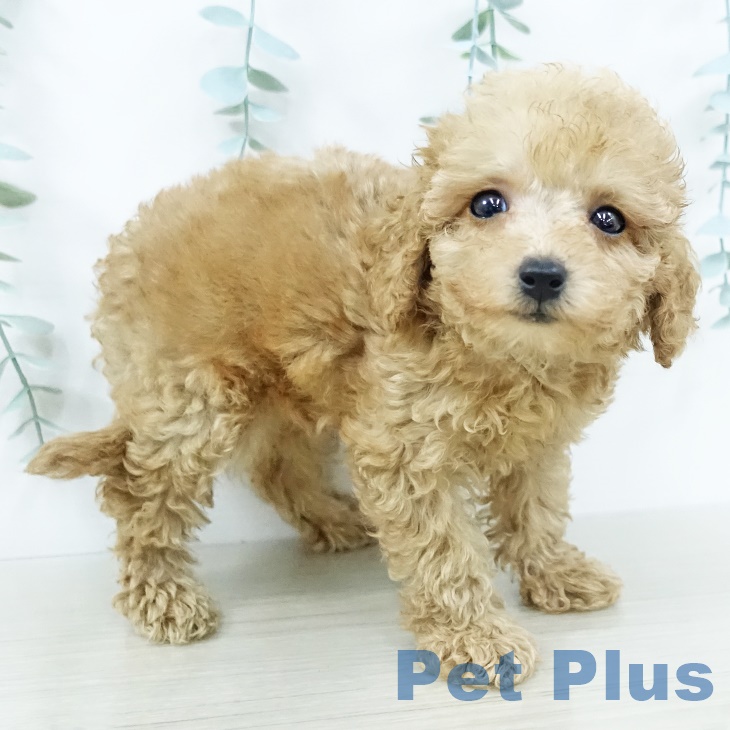 トイ・プードル