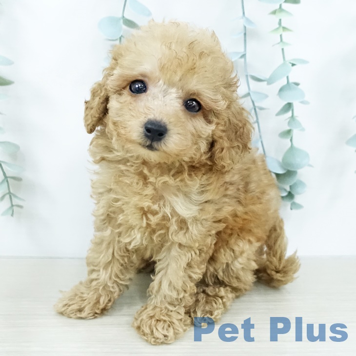 トイ・プードル