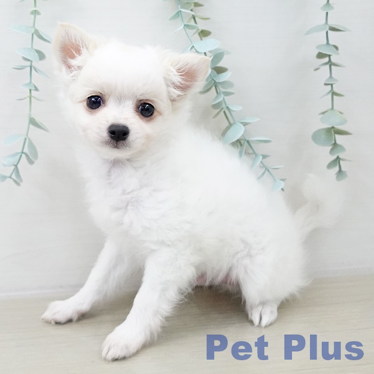 山形県のチワワ(ロング) (ペットプラス 天童店/2025年10月3日生まれ/男の子/ホワイトフォーン)の子犬