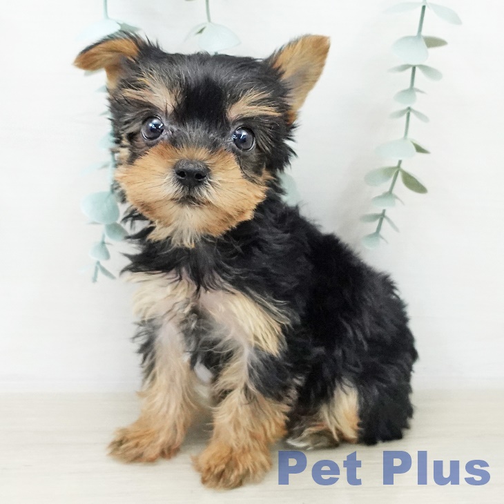 ヨークシャー・テリア