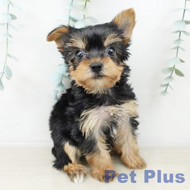 ヨークシャー・テリアの写真2