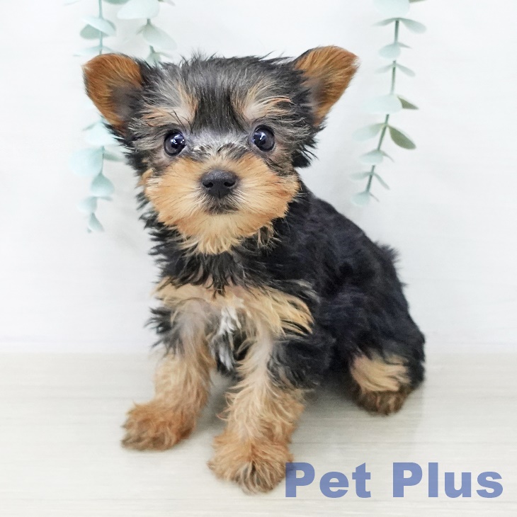 埼玉県のヨークシャーテリア (ペットプラス ららぽーと富士見店/2025年10月4日生まれ/女の子/スチールブルータン)の子犬の1枚目の画像