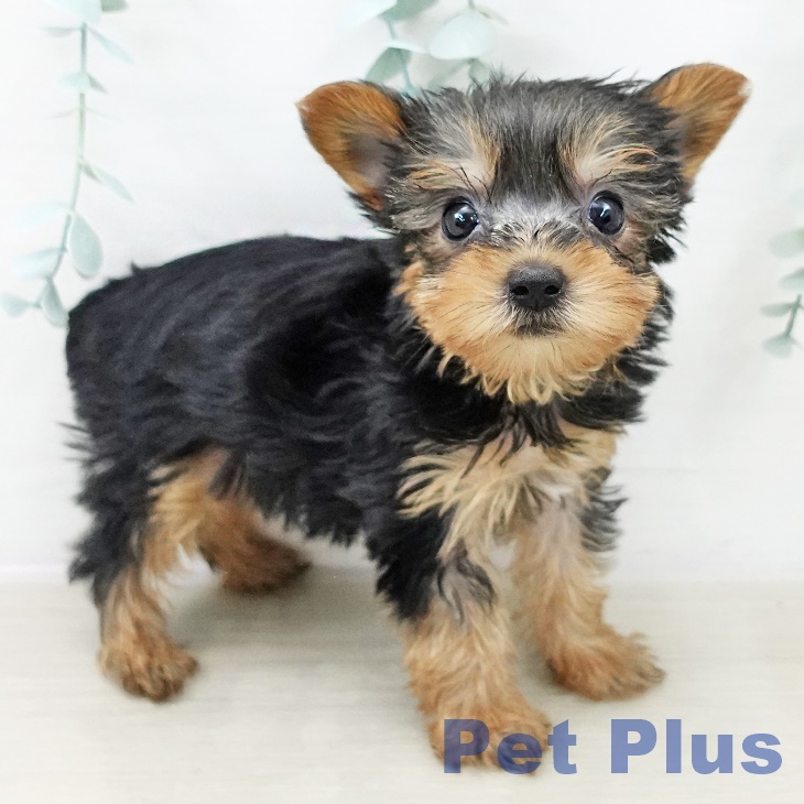 埼玉県のヨークシャーテリア (ペットプラス ららぽーと富士見店/2025年10月4日生まれ/女の子/スチールブルータン)の子犬の2枚目の画像