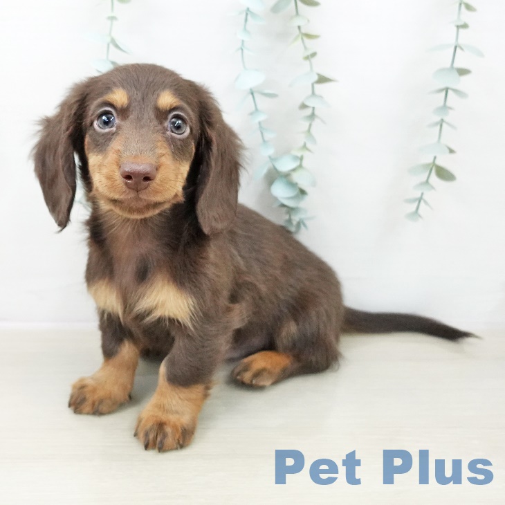 ミニチュア・ダックスフンド