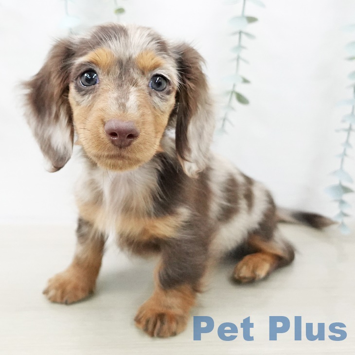 ミニチュア・ダックスフンド