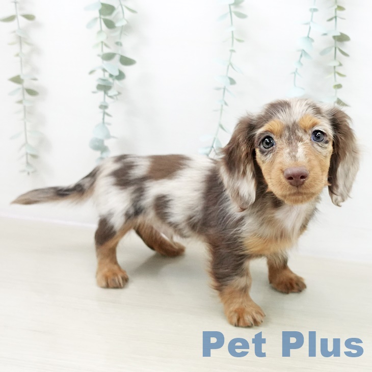 ミニチュア・ダックスフンド