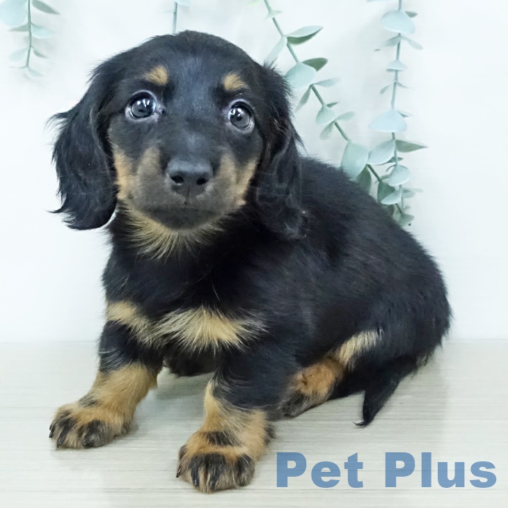 埼玉県のミニチュアダックスフンド(ロング) (ペッツワン 新座店/2025年10月4日生まれ/男の子/ブラックタン)の子犬の1枚目の画像