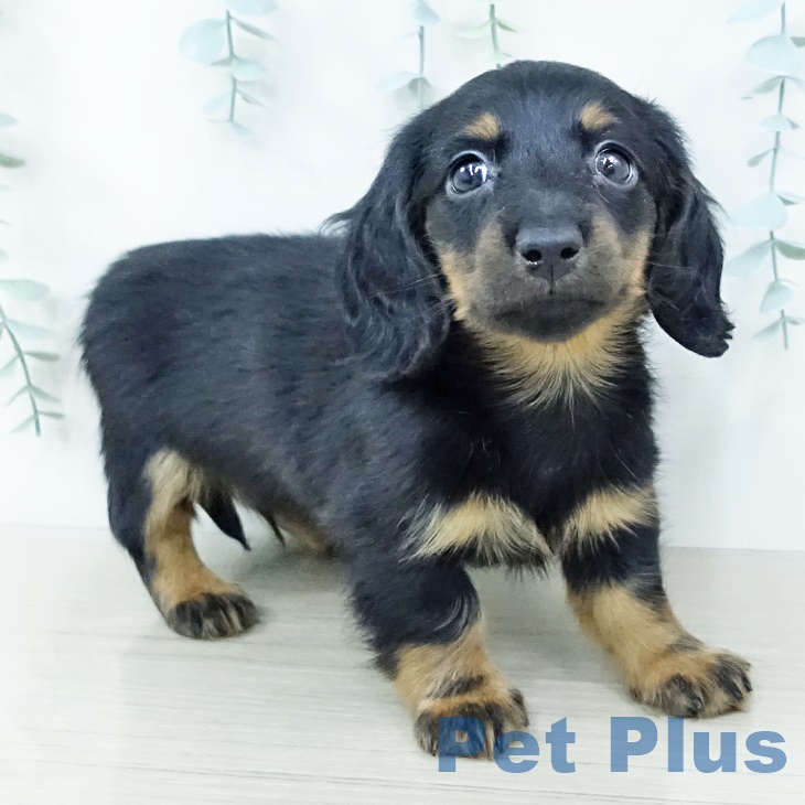 埼玉県のミニチュアダックスフンド(ロング) (ペッツワン 新座店/2025年10月4日生まれ/男の子/ブラックタン)の子犬の2枚目の画像