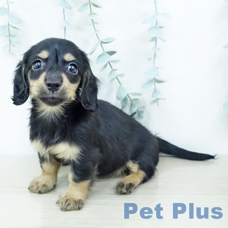 福島県のミニチュアダックスフンド(ロング) (ペットプラス 福島店/2025年10月4日生まれ/女の子/ブラックタン)の子犬の1枚目の画像