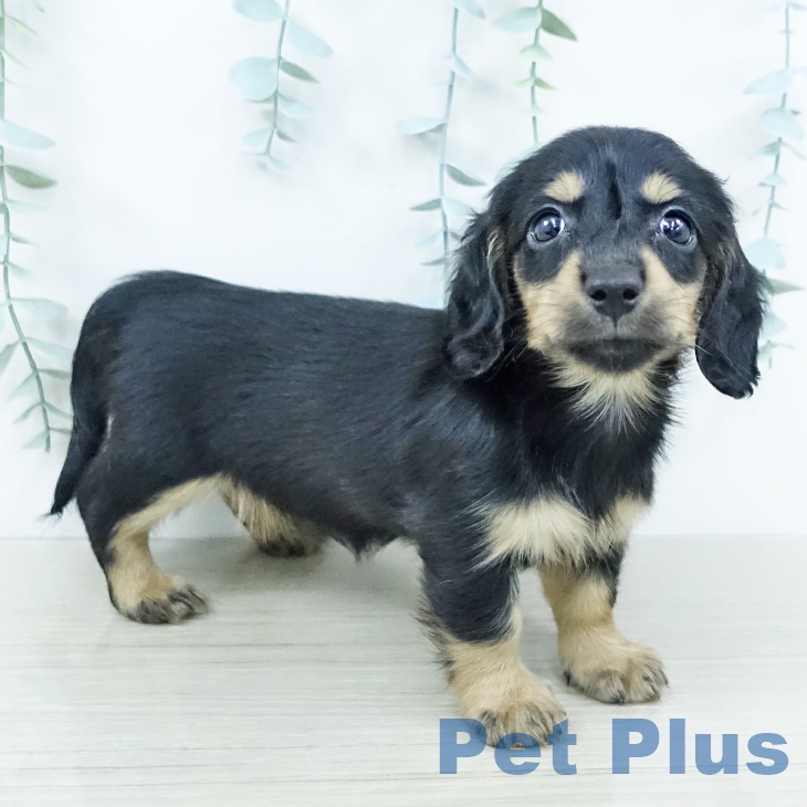 福島県のミニチュアダックスフンド(ロング) (ペットプラス 福島店/2025年10月4日生まれ/女の子/ブラックタン)の子犬の2枚目の画像