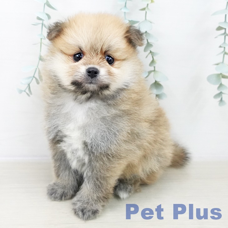 群馬県のポメラニアン (ペットプラス イオンモール太田店/2025年10月4日生まれ/男の子/オレンジ)の子犬の1枚目の画像