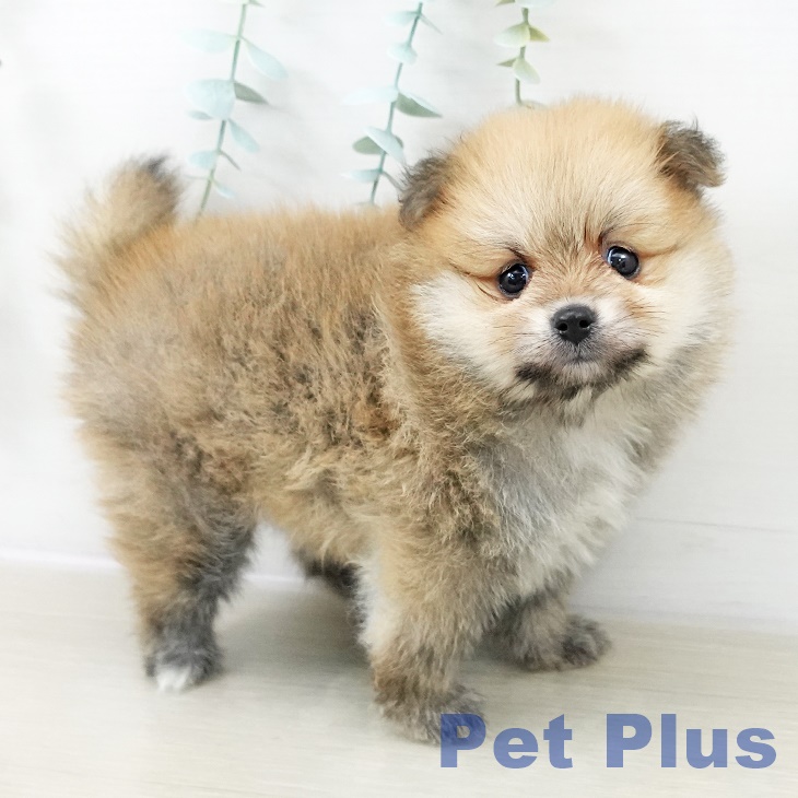 群馬県のポメラニアン (ペットプラス イオンモール太田店/2025年10月4日生まれ/男の子/オレンジ)の子犬の2枚目の画像