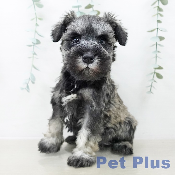 東京都のミニチュアシュナウザー (ペットプラス 立川高島屋S.C.店/2025年10月4日生まれ/女の子/ソルトペッパー)の子犬の1枚目の画像