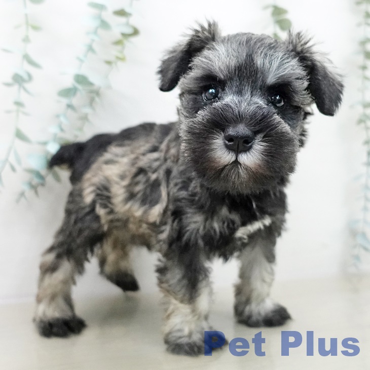 東京都のミニチュアシュナウザー (ペットプラス 立川高島屋S.C.店/2025年10月4日生まれ/女の子/ソルトペッパー)の子犬の2枚目の画像