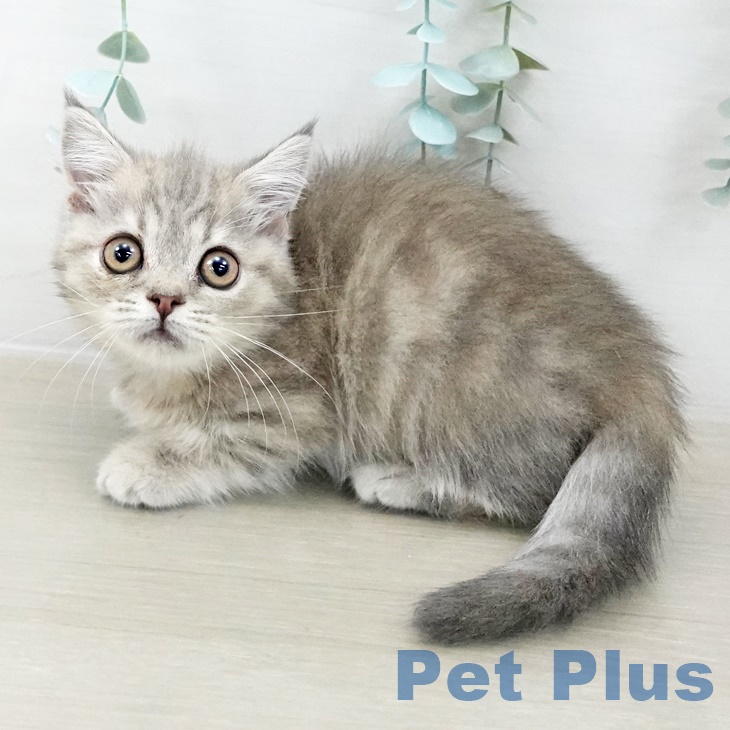 神奈川県のマンチカン (ペットプラス 新百合丘店/2025年9月29日生まれ/女の子/ブルーパッチドタビー)の子猫の2枚目の画像