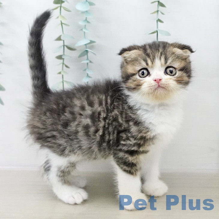 スコティッシュフォールド