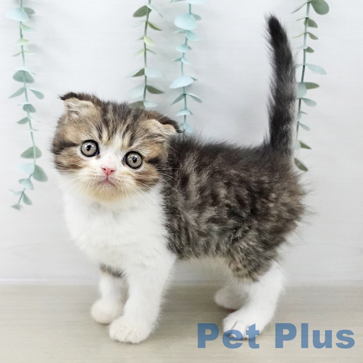 スコティッシュフォールド