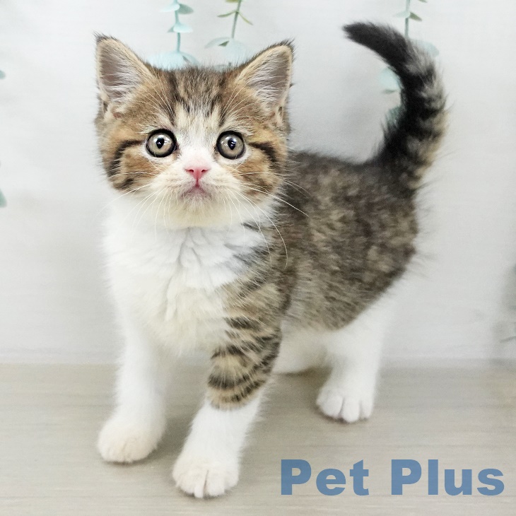 千葉県のスコティッシュフォールド (ペットプラス 成田店/2025年10月2日生まれ/男の子/ブラウンマッカレルタビーホワイト)の子猫の1枚目の画像