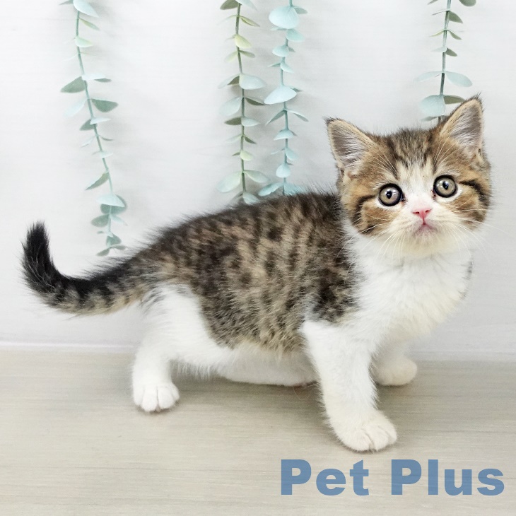 千葉県のスコティッシュフォールド (ペットプラス 成田店/2025年10月2日生まれ/男の子/ブラウンマッカレルタビーホワイト)の子猫の2枚目の画像