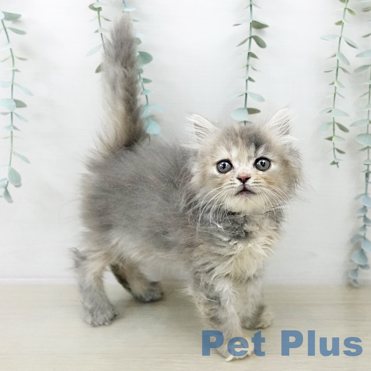 スコティッシュフォールド