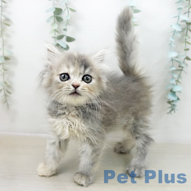 スコティッシュフォールド