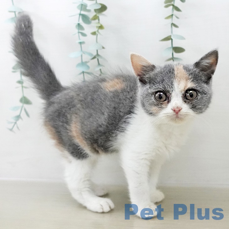 茨城県のブリティッシュショートヘアー (ペッツワン 阿見店/2025年9月19日生まれ/女の子/ダイリュートキャリコ)の子猫の1枚目の画像