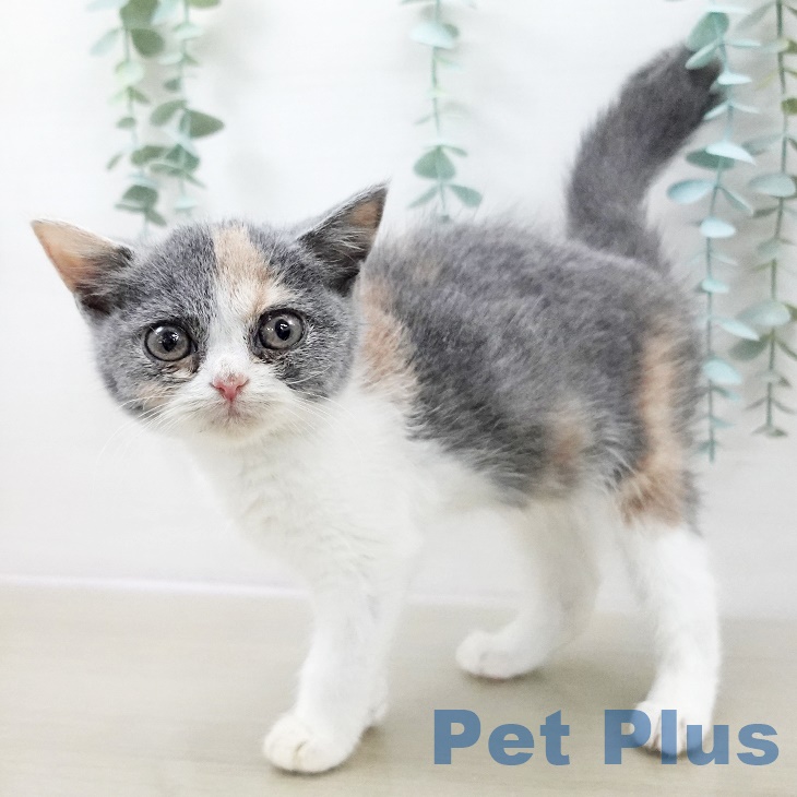 茨城県のブリティッシュショートヘアー (ペッツワン 阿見店/2025年9月19日生まれ/女の子/ダイリュートキャリコ)の子猫の2枚目の画像