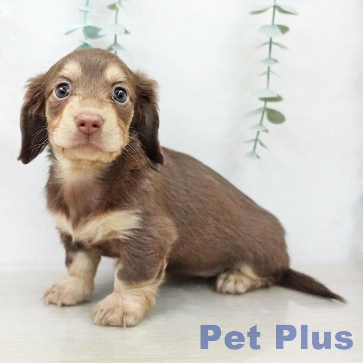 カニーンヘン・ダックスフンド