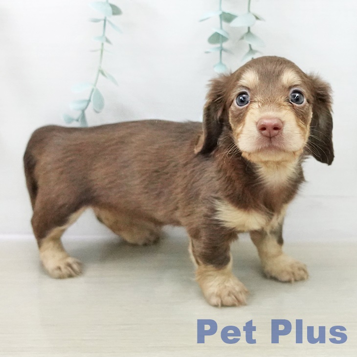 カニーンヘン・ダックスフンド