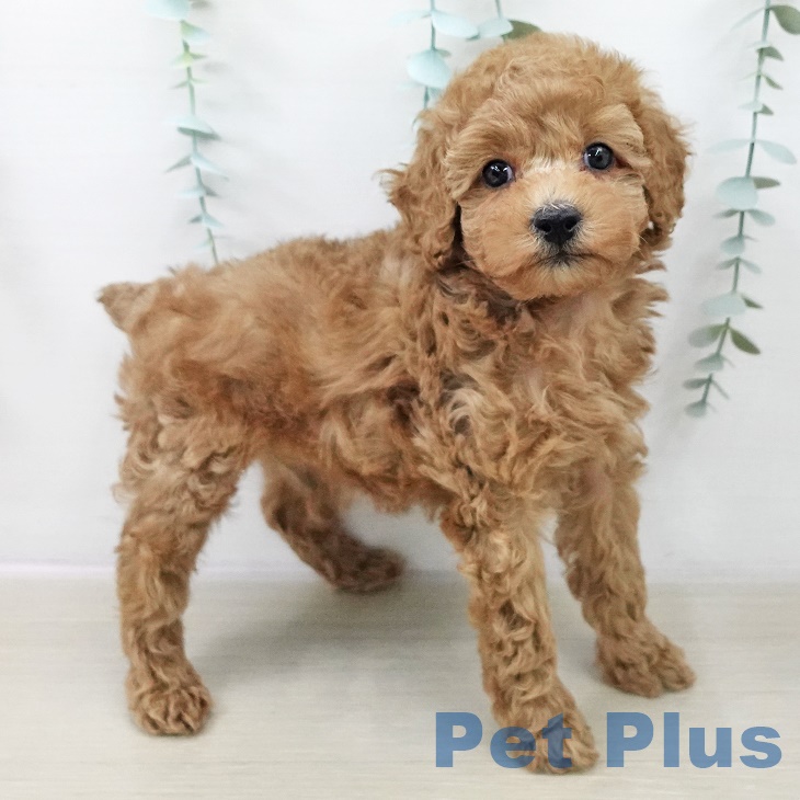 トイ・プードル