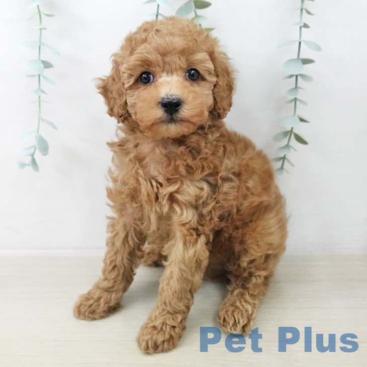 トイ・プードルの写真2