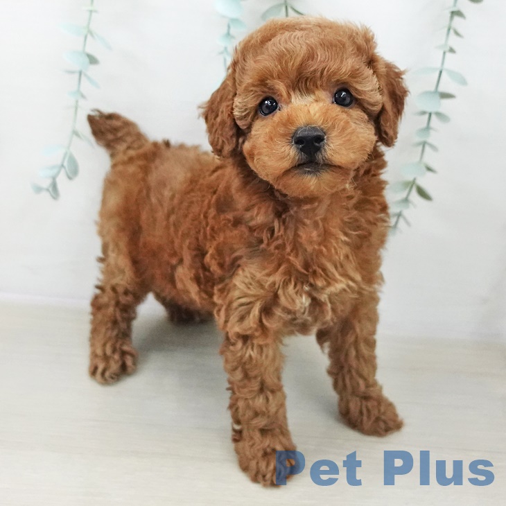 トイ・プードル