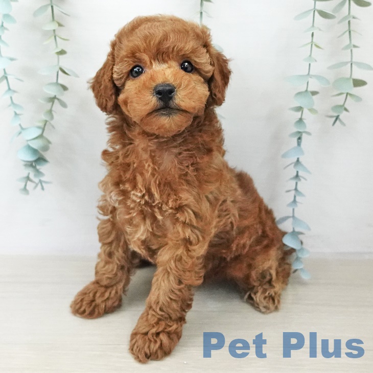 トイ・プードルの写真2