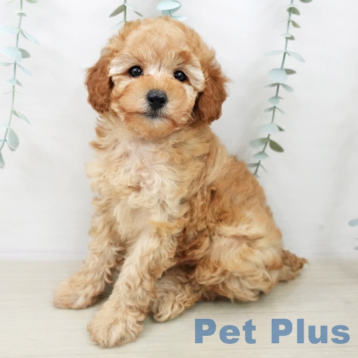 トイ・プードル