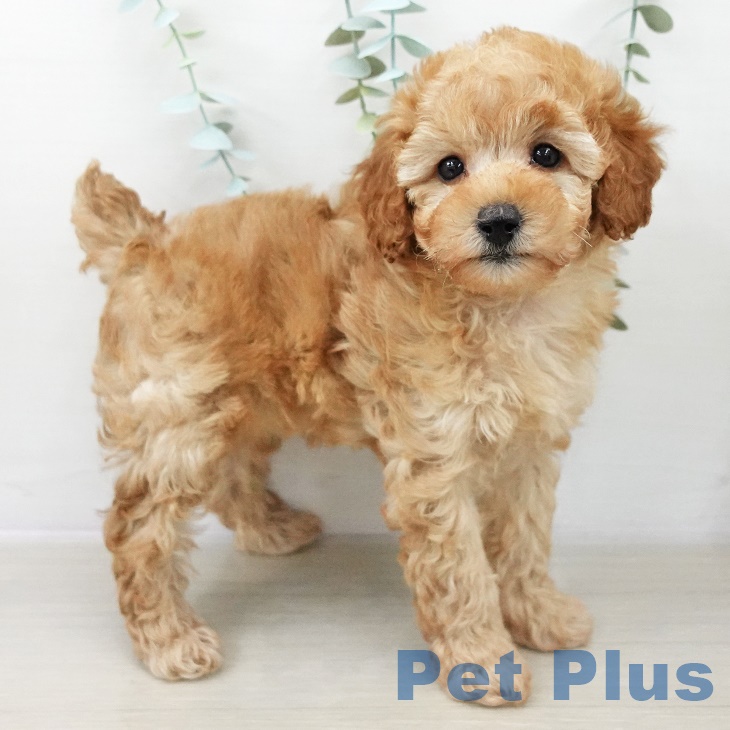 トイ・プードル