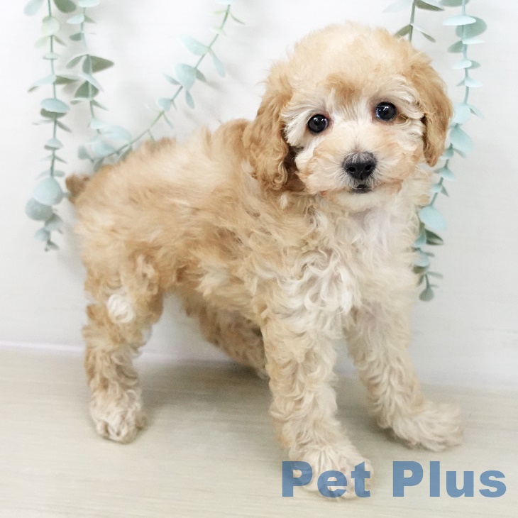 トイ・プードル