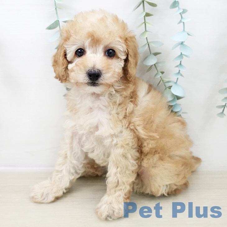 トイ・プードルの写真2