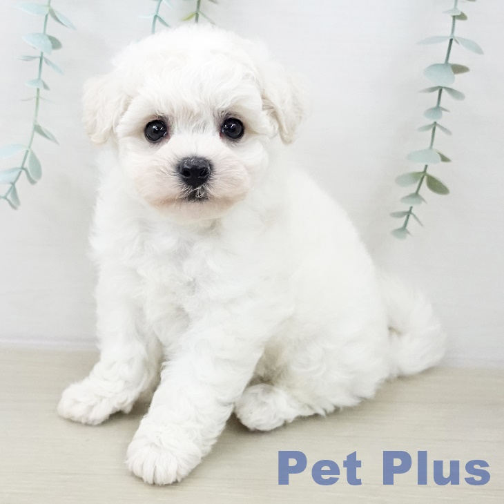 埼玉県のビションフリーゼ (ペッツワン 吉川美南店/2025年10月4日生まれ/女の子/ホワイト)の子犬の1枚目の画像