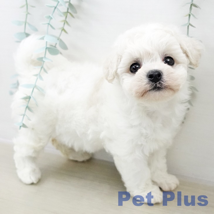 埼玉県のビションフリーゼ (ペッツワン 吉川美南店/2025年10月4日生まれ/女の子/ホワイト)の子犬の2枚目の画像