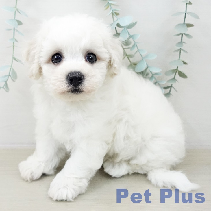 ビション・フリーゼ