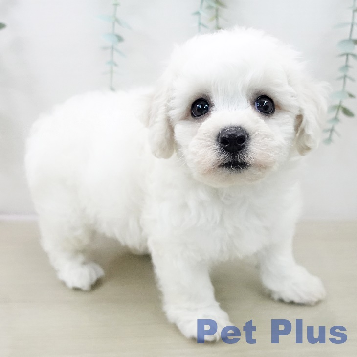 ビション・フリーゼの写真2