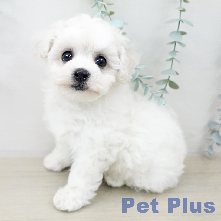 福島県のビションフリーゼ (ペットプラス 福島店/2025年10月4日生まれ/女の子/ホワイト)の子犬