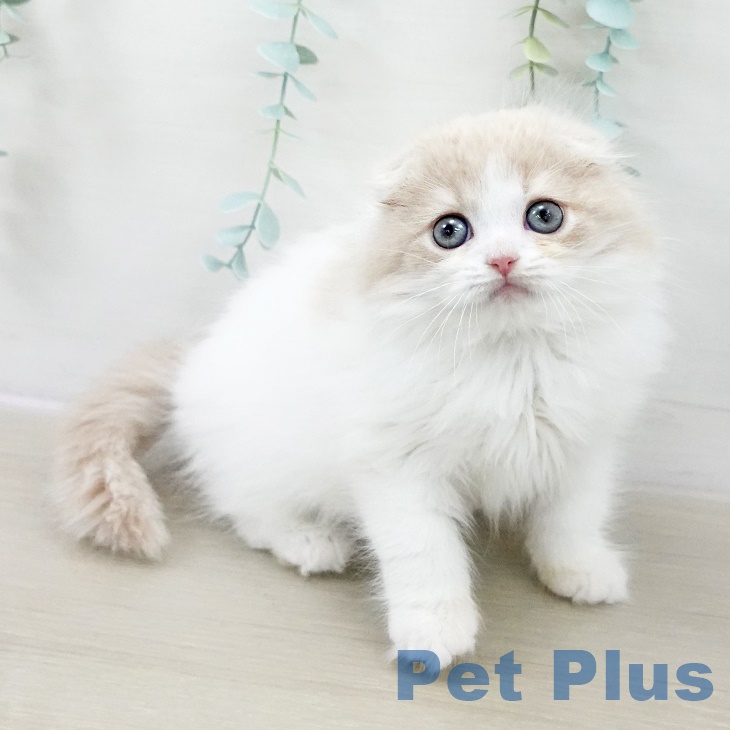 千葉県のスコティッシュフォールド (ペットプラス 幕張新都心店/2025年9月20日生まれ/男の子/クリームタビーホワイト)の子猫の1枚目の画像