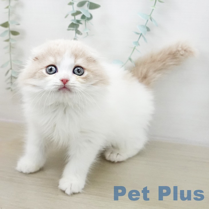 千葉県のスコティッシュフォールド (ペットプラス 幕張新都心店/2025年9月20日生まれ/男の子/クリームタビーホワイト)の子猫の2枚目の画像