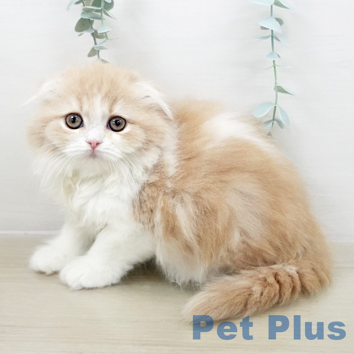 埼玉県のスコティッシュフォールド (ペッツワン 吉川美南店/2025年10月3日生まれ/女の子/クリームタビーホワイト)の子猫の1枚目の画像