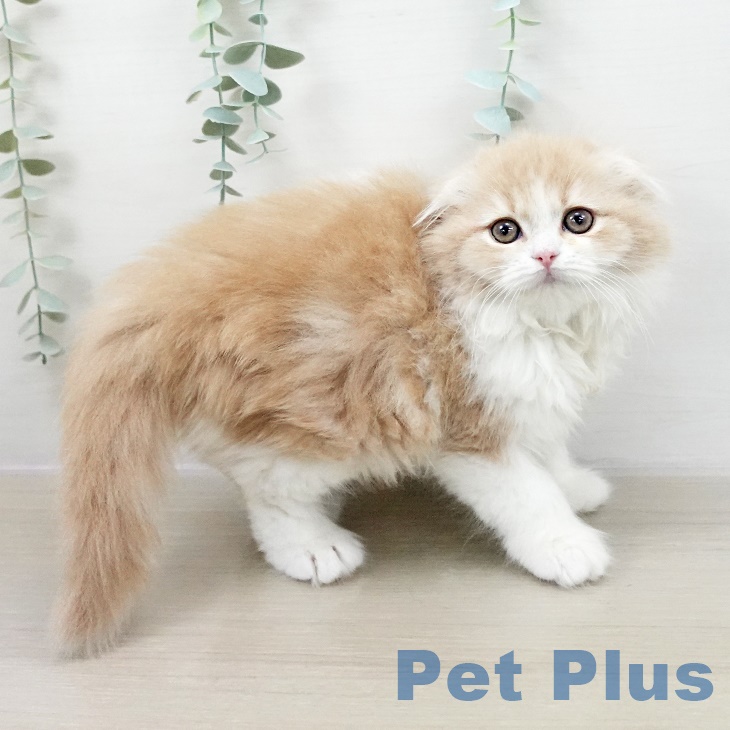 埼玉県のスコティッシュフォールド (ペッツワン 吉川美南店/2025年10月3日生まれ/女の子/クリームタビーホワイト)の子猫の2枚目の画像